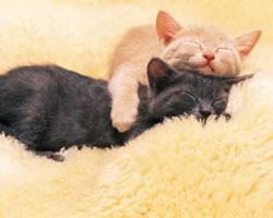 �d�X�g�[�u�ʐ^